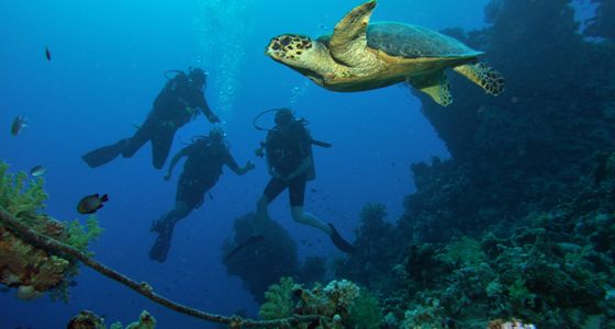 Diving Sharm el Sheikh